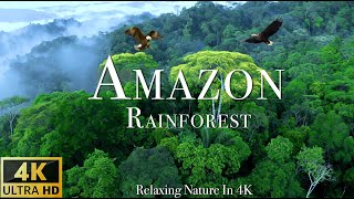 Amazon 4k  The World’s Largest Tropical Rainforest  Scenic Relaxation Film with Calming Music [upl. by Petta]