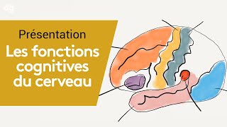 Identifier les fonctions cognitives du cerveau  Formation Neurologie [upl. by Oigile455]