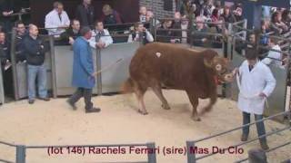 Limousin Bull Sale at Carlisle 18022012 Prices 14k  16k [upl. by Carole117]