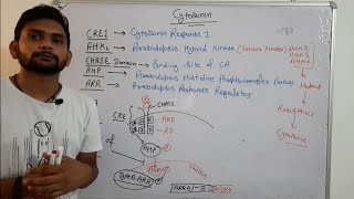 Cytokinin Signalling PathwayPhytohormoneCSIR NET In Hindi [upl. by Atterual773]