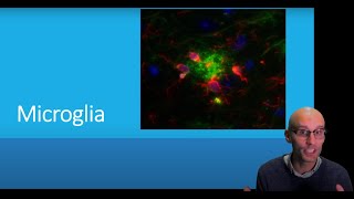 What are microglia and what do they do [upl. by Soulier]