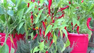 Container Gardening The Cayenne Pepper [upl. by Young]