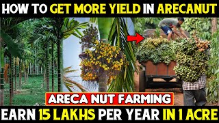 Areca Nut Farming  How To Get More Yield In Arecanut  How To Increase Arecanut Yield  Production [upl. by Nevaed969]