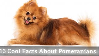 13 Cool Facts About Pomeranians [upl. by Sama]