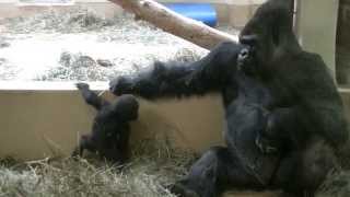 Baby Gorilla Jumps Down Trying To Impress Dad [upl. by Madeline676]