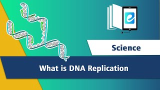 DNA Replication  Cells  RNA Polymerase  3D Animation Animated Science Video  elearn K12 [upl. by Cassidy544]