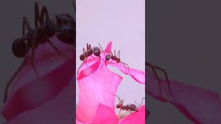 Feeding Roses To My Ant Colony  Leaf Cutter Ants [upl. by Molton]