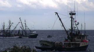 Herring Fishing Nanaimo Vancouver Island [upl. by Yeldarb803]