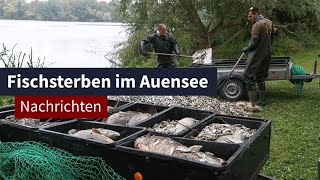 Fischsterben im Auensee I LZ TV Nachrichten [upl. by Dona781]