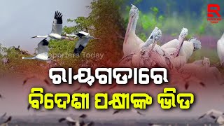 ବଂଶଧାରା ନଦୀ କୂଳରେ ଥିବା ଭାଲେରି ଗାଁରେ ଏବେ ବିଦେଶୀ ପକ୍ଷୀଙ୍କ ଭିଡ଼ [upl. by Virgy]