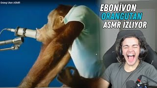 Ebonivon  orangutan asmr izliyor [upl. by Gelhar154]