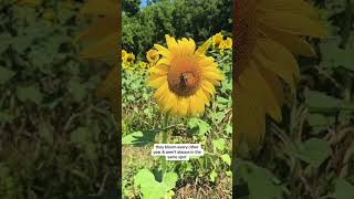 Sunflowers are blooming in South Knoxville 🌻 [upl. by Marlene503]