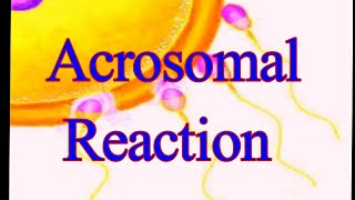 Acrosomal Reaction I Acrosomal Process I proteolytic enzymes I Bindin I RhoB I ResactI Golgi Complex [upl. by Nosydam722]