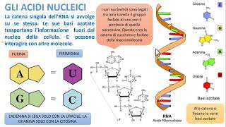 GLI ACIDI NUCLEICI [upl. by Suoivatram273]