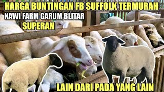 RIVIEW HARGA DOMBA BUNTING SUFFLOK DORPER TEXEL MERINO AWASSI TERMURAH DI NAWI FARM GARUM BLITAR [upl. by Jeffcott]