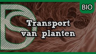 Examen Biologie  Transport in planten [upl. by Annia]