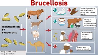 Brucellosis Awareness Protecting Your Health  Livestock  Zoonosis  Meat amp Dairy Products [upl. by Piefer]