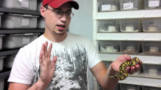 Handling “Aggressive” Ball Python Hatchlings  JKR Pro Tips [upl. by Yleek]