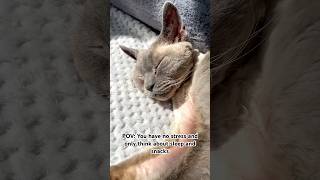 ☺️ National Relaxation Day amp no one does it better than a cat 😻devonrex cutecats relax [upl. by Marcel648]