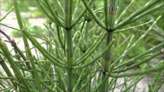 Marsh Horsetail Equisetum palustre  20140422  20140428 [upl. by Maxia827]