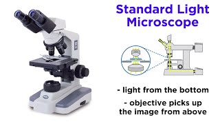 Light Microscopy Function and Utility [upl. by Aicirtam171]