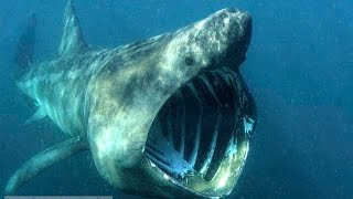 Beautiful Basking Shark [upl. by Meelas123]