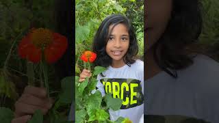 Tithonia diversifolia വീഡിയോ ഇഷ്ടം ആയാൽ SUBSCRIBE ചെയ്യാൻ മറക്കലെ  sunflower short feed [upl. by Karlee]