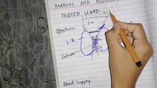 Anatomy and histology of thyroid gland [upl. by Ybhsa]