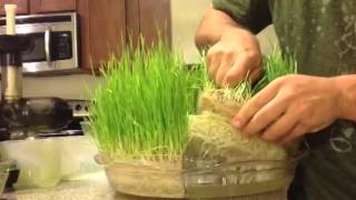 Hydroponic Grown Wheatgrass [upl. by Marcin]