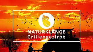 Naturklänge  Grillengezirpe  Geräusche der Natur  Naturatmosphäre mit Grilllen Vögeln und Wind [upl. by Aisinut]