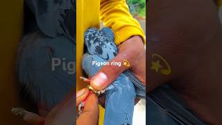 💫Pigeon rings 💓shorts youtubeshorts vairalvideo pigeon [upl. by Naegem]