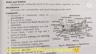 melanopus poecilocerusgrasshopper classification zoology practical bsccomments on melanopus [upl. by Maximo]