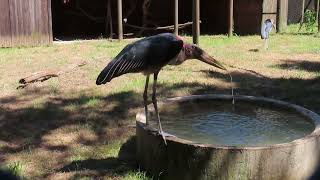 Marabou storks foraging drinking social behaviour and sunbathing with a hooded vulture [upl. by Oetam]