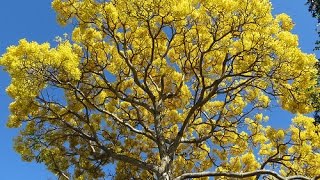 Tabebuia aurea Tree of gold Silver trumpet tree [upl. by Attekahs]