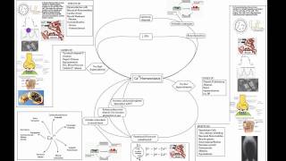 Calcium Homeostasis Part 1 [upl. by Eelidnarb]