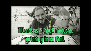 Tillandsias Caput medusae retoño y brico fácil [upl. by Phaedra80]