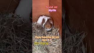 Myrtle shortsfeed ytshorts subscribe youtubefeed discoverunder10k lookatme foryou fyp cute [upl. by Ridgley]