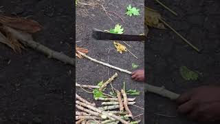 Boutures de manioc pour la plantation une technique très avantageuse [upl. by Mandle]