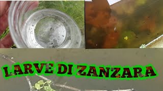 LARVE DI ZANZARE IN ACQUARIO  alimentazione carassius auratus [upl. by Amend]