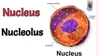 Nucleus structure Nucleolus Nucleolus structure Nucleolus of cell nucleolus [upl. by Aenej514]