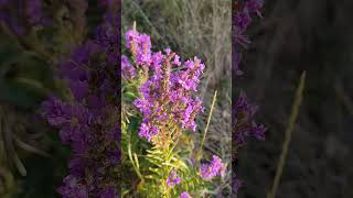 Lythrum salicaria [upl. by Malchus]