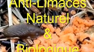 AntiLimaces Naturel ou Comment Supprimer Les Limaces Avec Les Truites en Aquaponie [upl. by Noreht]