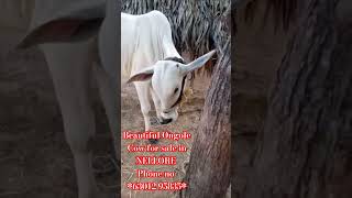 Beautiful Ongole Cow Age 25 years for sale in NELLORE Phone no 63012 95835 [upl. by Anigriv950]