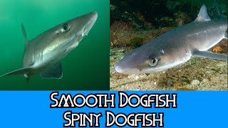 Smouth Dogfish amp Spiny Dogfish  The Differences [upl. by Venditti]