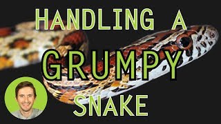 How to Handle a Grumpy Snake Without Getting Bitten [upl. by Ajtak]