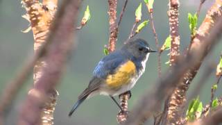 ルリビタキのさえずり Redflanked bluetail [upl. by Arait]