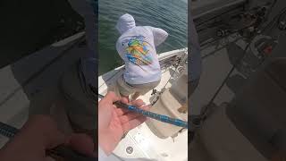 fishing everglades floridaislands fishspecies fish tarpon fishing [upl. by Eicul]