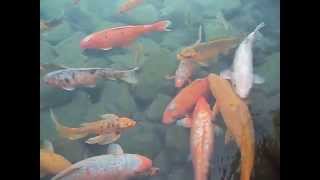 Peaceful Koi Fish Swimming Up Close at the Japanese Friendship Garden in Phoenix Arizona [upl. by Naimad]