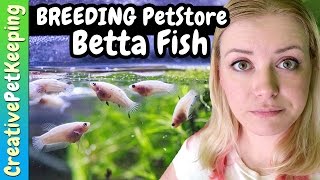 Breeding petstore bettas  BABY BETTAS FIRST KOI PATTERNS  Fish Fan Friday Vlog [upl. by Anaugal]