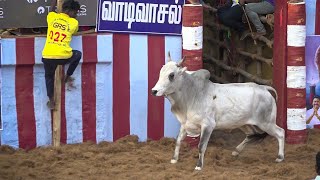 Jallikattu 2024  ஜல்லிக்கட்டு 2024 [upl. by Annahsal680]